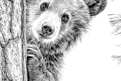 Young_Bear_in_tree-30-per-cent