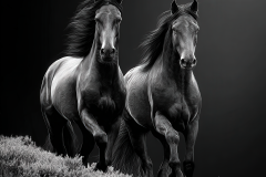 20-Majestic-Horses-32