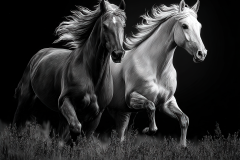 20-Majestic-Horses-36