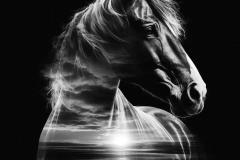 Wild-Life-42
