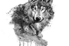 Wolf-28