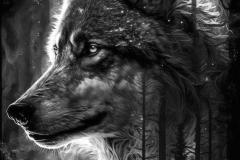 Wolf-7